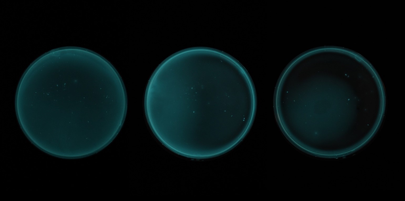 Image with three time stages showing the gradual dimming of bioluminescence in NECROPOIESIS (Photo L. Tabet)